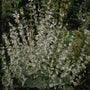 Muskaatsalie - Salvia Sclarea 'Alba'
