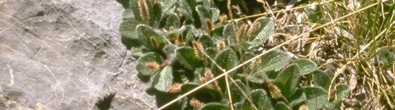 Wilg Salix Repens