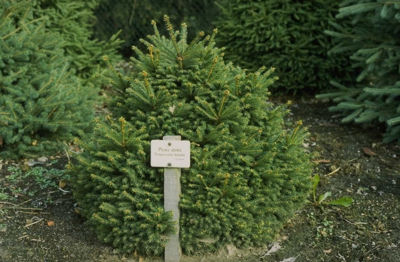 Fijnspar - Picea abies 'Gregoryana Veitchii'