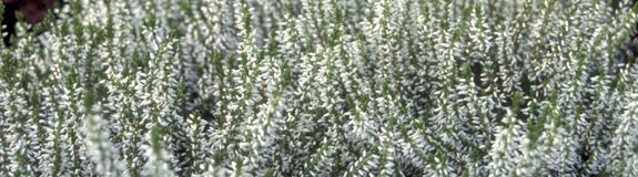 Knopbloeiende heide - Calluna vulgaris 'Melanie'