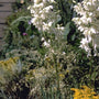 Palmlelie - Yucca filamentosa 'Schellenbaum'