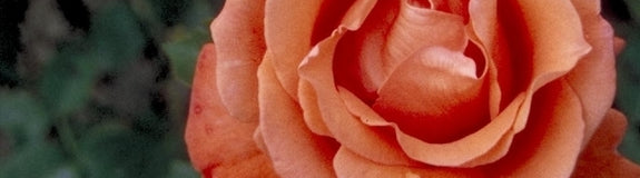 Grootbloemige roos - Rosa 'Alexander'