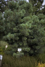 Japanse witte den - Pinus parviflora 'Schoon's Bonsai'