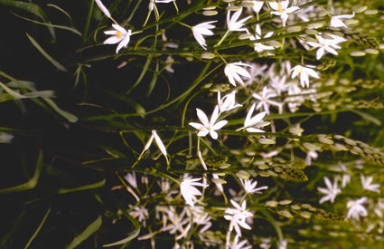 Anjer - Dianthus knappii