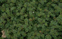 Stekelnootje - Acaena anserinifolia
