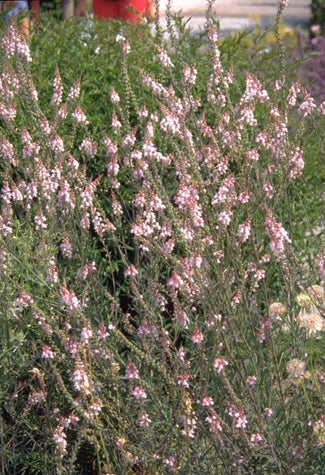 Vlasleeuwenbek - Linaria purpurea 'Canon J. Went'