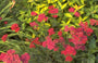Gewoon duizendblad - Achillea millefolium 'Sammetriese'