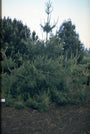 Pinus wallichiana