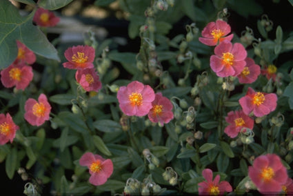 Zonneroosje - Helianthemum 'Frau M. Bachthaler'