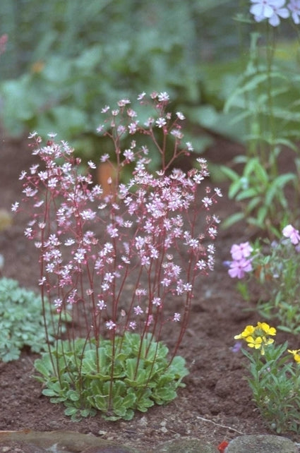 Saxifraga umbrosa 'Clarence Elliott'