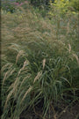 Diamantgras - Stipa calamagrostis