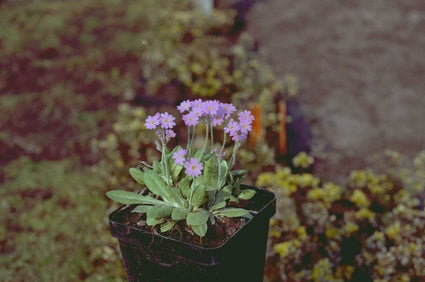 Sleutelbloem - Primula frondosa