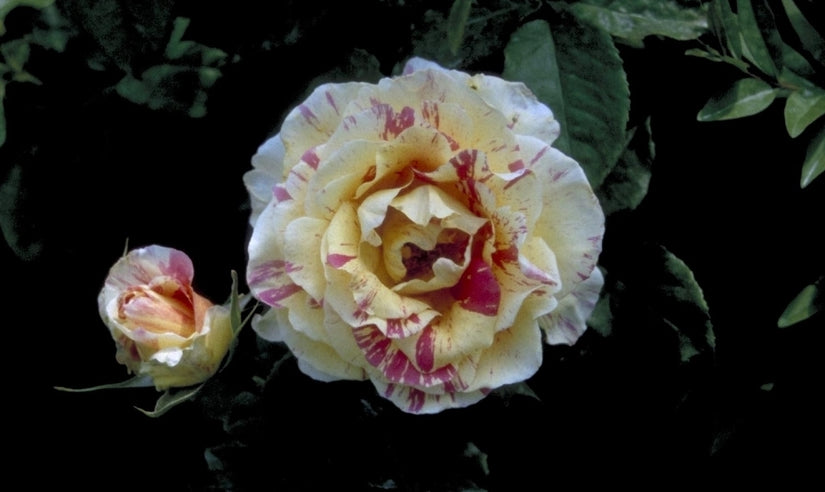 Grootbloemige roos - Rosa 'Claude Monet'