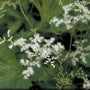 Moerasspirea - Filipendula purpurea 'Alba'