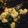 Rododendron - Rhododendron 'Golden Sunset'