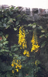 Kruiskruid - Ligularia 'Weihenstephan'