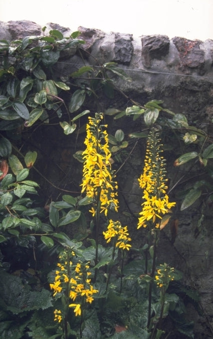 Kruiskruid - Ligularia 'Weihenstephan'