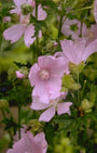 Malva alcea 'Fastigiata'