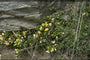 Vleugeltjesbloem Polygala chamaebuxus