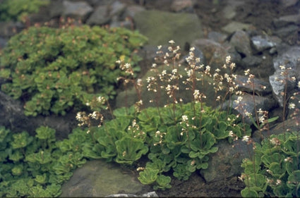 Saxifraga cuneifolia