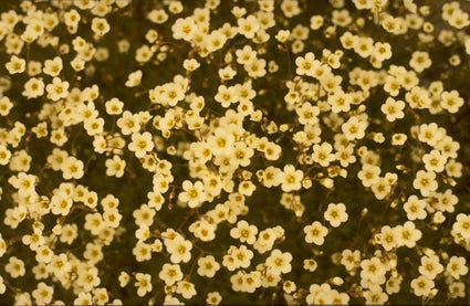 Saxifraga 'Weisser Zwerg'