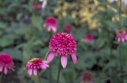 Rode Zonnehoed - Echinacea purpurea 'Razzmatazz'