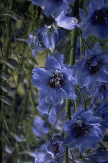 Ridderspoor - Delphinium 'Blue Jay'