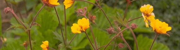 Gele Anemoon - Anemone ranunculoides