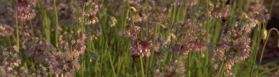 Sierui - Allium Cernuum
