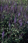 Salie - Salvia x sylvestris 'Blaukönigin'