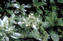 Hortensia - Hydrangea macrophylla 'Tricolor'
