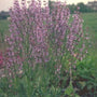 Veldsalie - Salvia pratensis var. haematodes