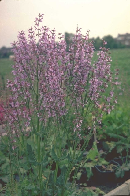 Veldsalie - Salvia pratensis var. haematodes