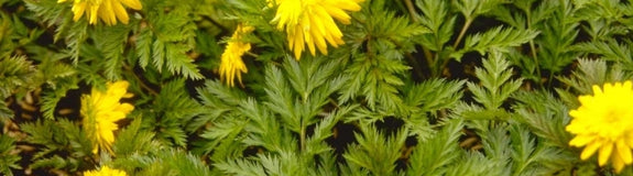 Adonis amurensis 'Pleniflora'