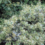Bonte hulst - Ilex aquifolium 'Argentea Marginata'