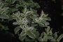 Euphorbia marginata 'White Top'