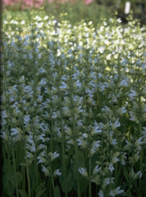 Echte salie - Salvia officinalis 'Albiflora'