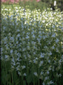 Echte salie - Salvia officinalis 'Albiflora'
