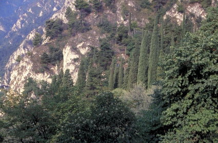 Italiaanse cipres - Cupressus sempervirens 'Stricta'