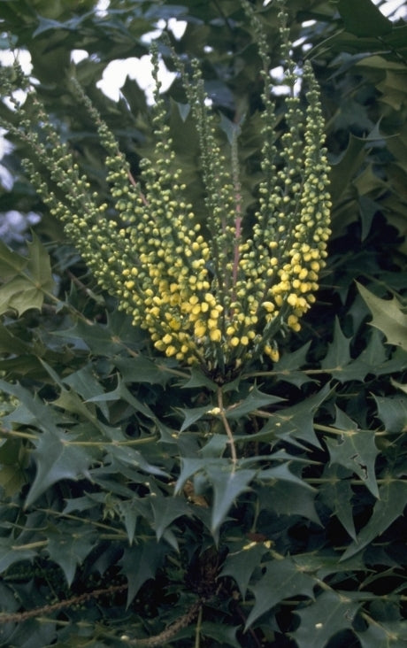 Verbesina latifolia