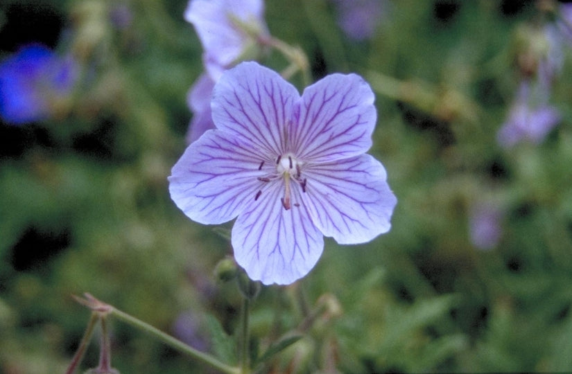 Ooievaarsbek - Geranium maximowiczii