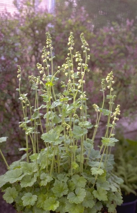 Mijterloof - Tellima grandiflora