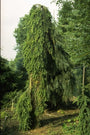 Fijnspar - Picea abies 'Inversa'