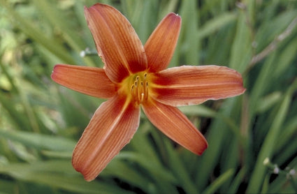 Daglelie - Hemerocallis 'Flambeau'