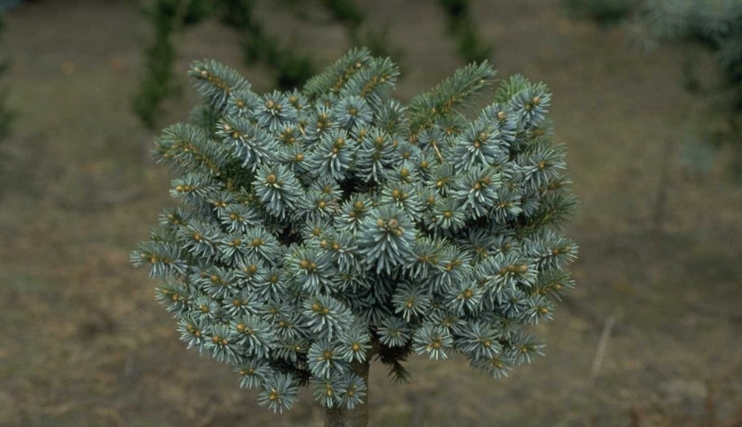 Picea pungens 'Iseli Fastigiate'