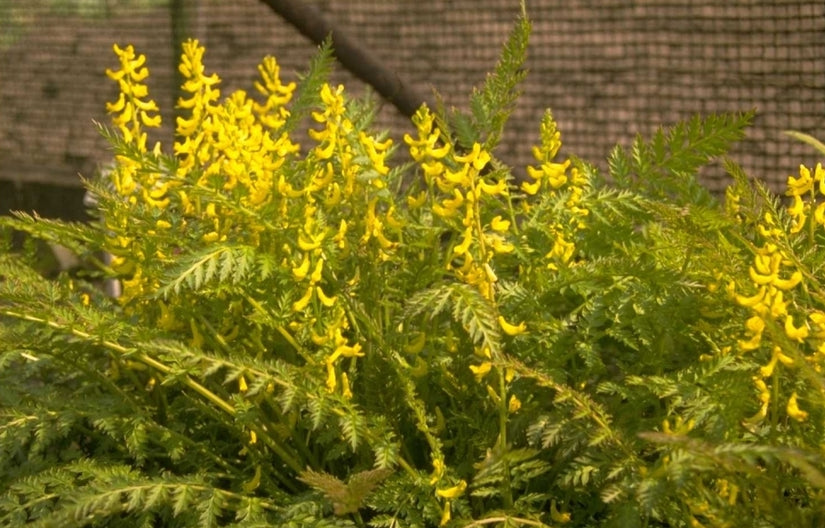 Helmbloem - Corydalis cheilanthifolia