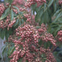 Rotsheide - Pieris japonica 'Valley Valentine'