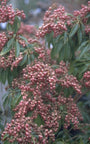 Rotsheide - Pieris japonica 'Valley Valentine'
