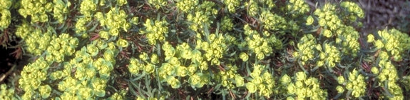 Cipreswolfsmelk - Euphorbia cyparissias 'Fens Ruby'