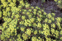 Cipreswolfsmelk - Euphorbia cyparissias 'Fens Ruby'
